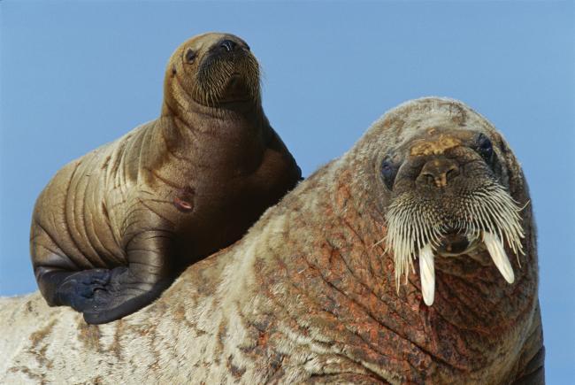 Top 10 facts about Walrus | WWF